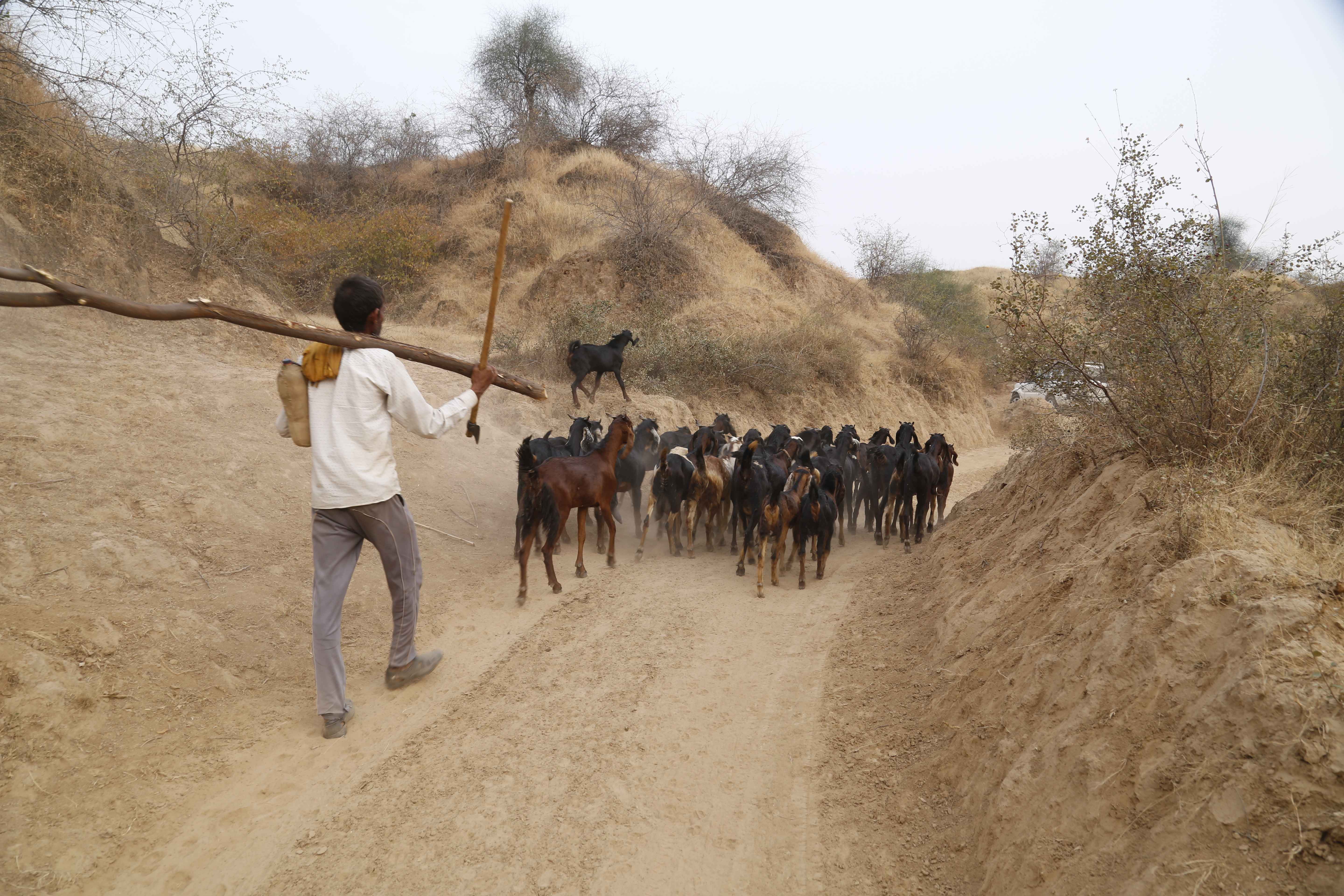 Empowering the Hills: The Transformative Power of Goat Farming